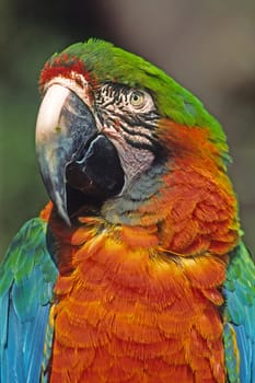 Parrot
