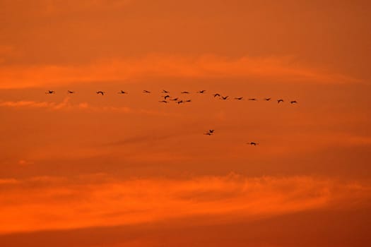 Camargue,Flamingos in the evening sky,Phoenicopterus ruber