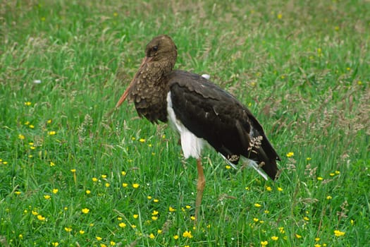 Black Stork (1 year old)