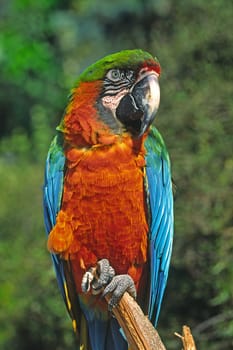 Parrot