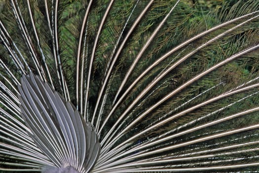 Peacock feathers,plumage