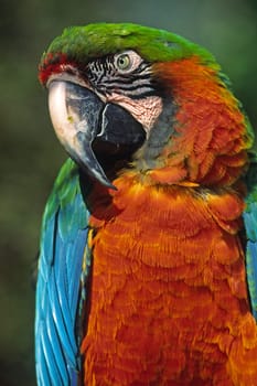 Parrot