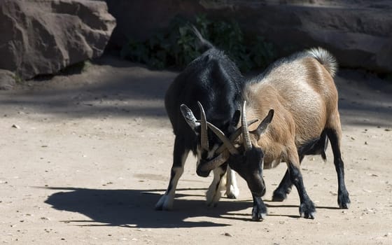... tztztz ... One more stubborn than the other! Now at least I know where the saying comes from: "... stubborn as a goat"" although these two were even ladies if I looked right :-))"