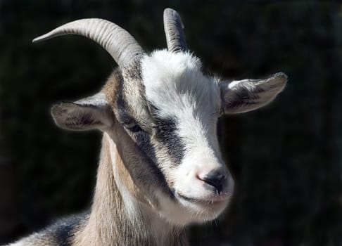 ... one of the "onlookers"" at the goat fight"
