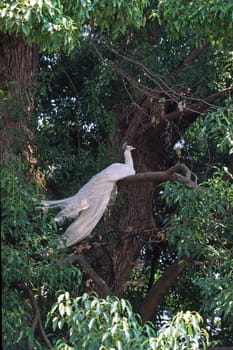 Indian peacock