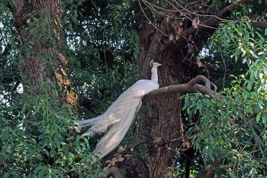 Indian peacock