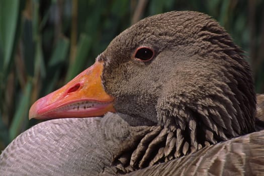 Wild goose