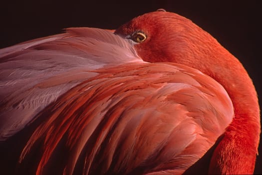 Greater flamingo
