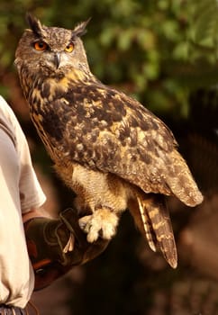 On master's hand