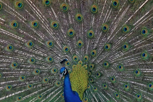 Peacock