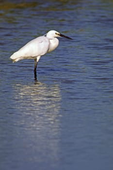 Little Egret,Egretta garzetta