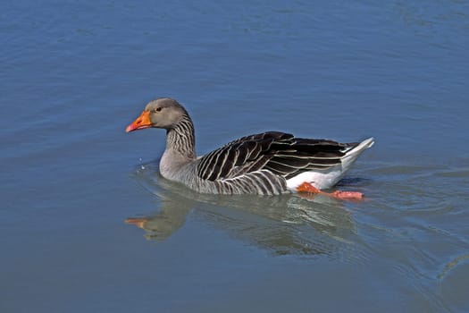 Wild goose
