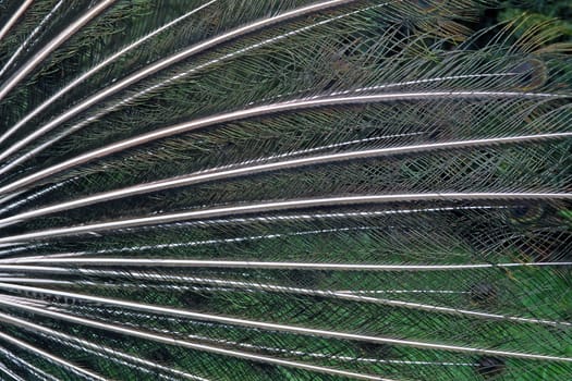 Peacock feathers