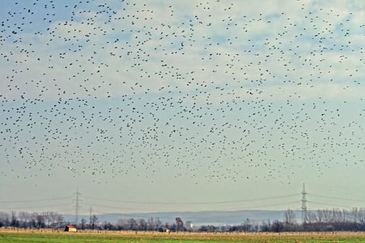 Starling,Aerial image,Sturnus vulgaris