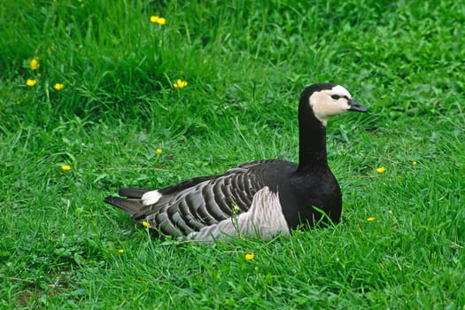 Barnacle goose,Branta leucopsis