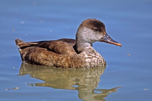 Red-crested duck,Netta rufina,(female)