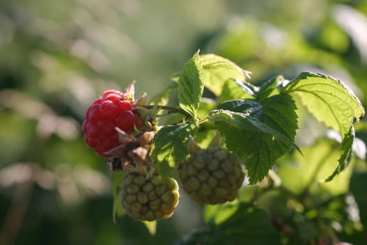 Raspberry