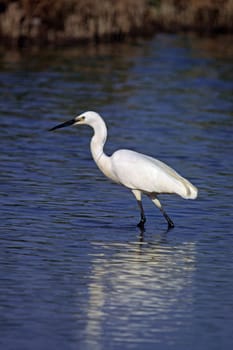Little Egret,Egretta garzetta