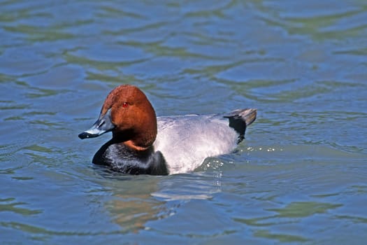 Pochard (male)