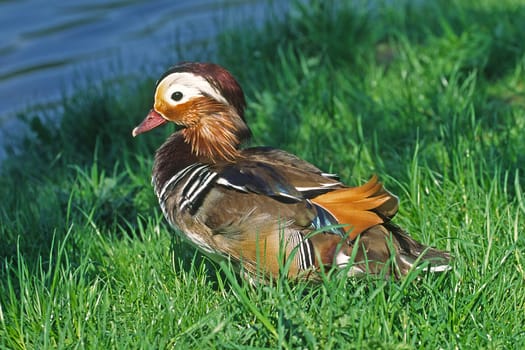 Tangerine duck