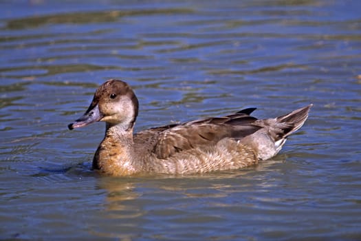 Marmelent,Marmoronetta angustirostris