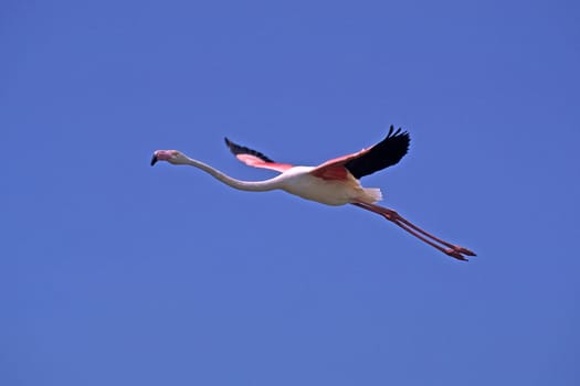 Flamingo in flight,Phoenicopterus ruber,Camargue