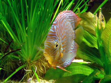 Discus