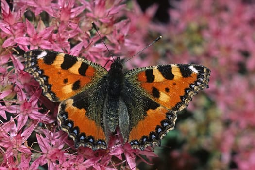 Nymphalis urticae,Aglais urticae,Sedum telephium