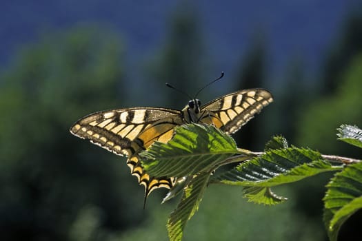 Papilio machaon,swallowtail