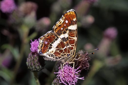 Araschnia levana,country card,summer form