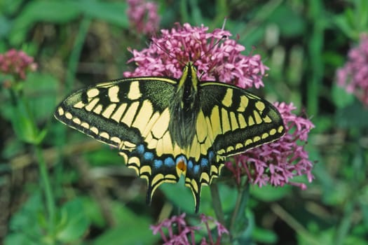 Papilio machaon,swallowtail