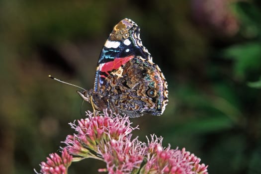 Vanessa atalanta,Admiral,Water dost,Eupatorium cannabinum