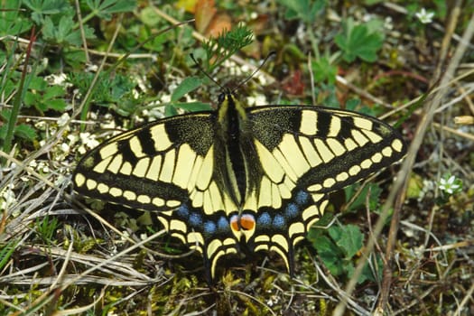 Papilio machaon,swallowtail