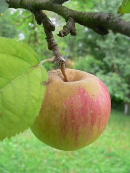 Apples in the garden