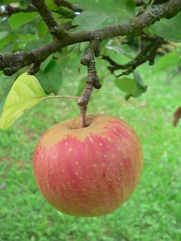 Garden freshness