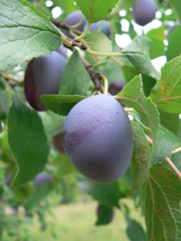 Fruit