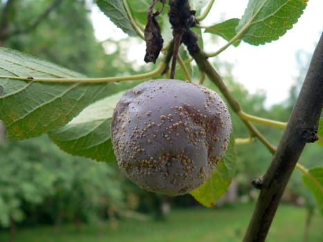 Plum acne