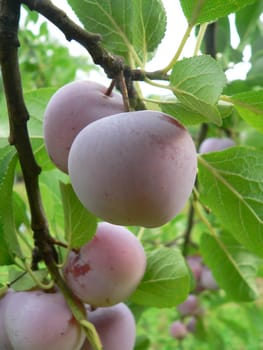 Plums