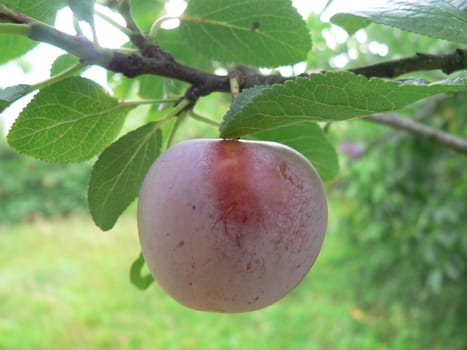Summer fruiting