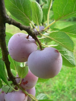Fruit from the tree