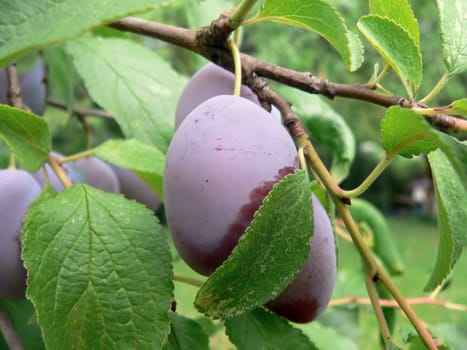 Plums very shy