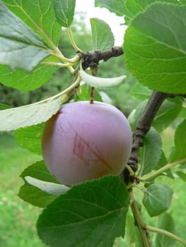 Pflümli