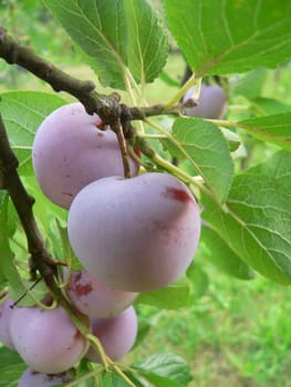 Plum tree