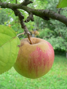 Apple tree