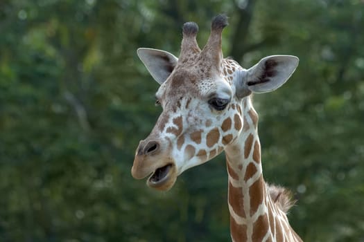 Giraffe