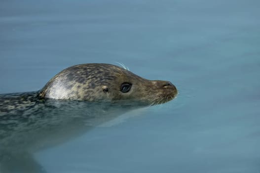 Seal