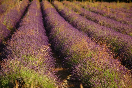 Lavender