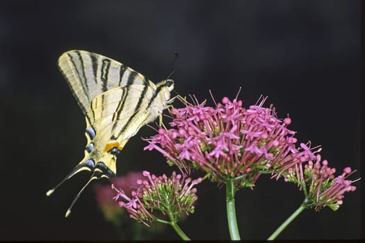 Iphiclides podalirius,Sail Butterfly on Red Spurflower