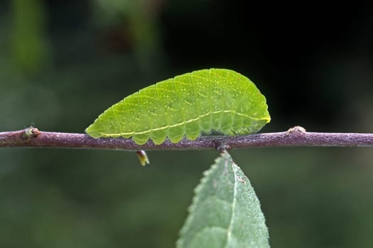 Iphiclides podalirius,Sail Butterfly caterpillar