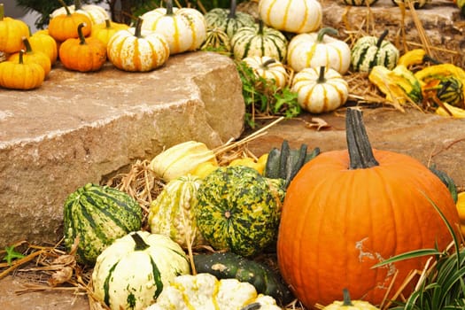 Pumpkin